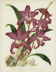 La Laelia Automnale de Couleur Sombre, Laelia Autumnalis, var Atro-Rubens